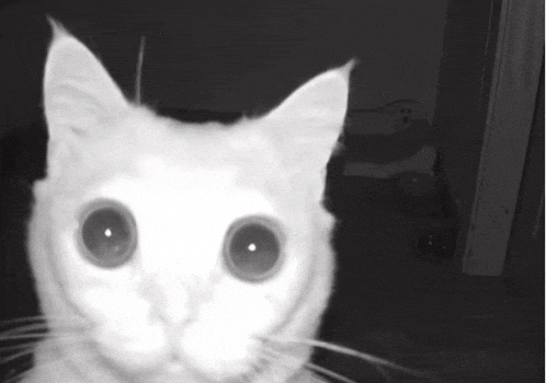 a close up of a white cat 's face with big eyes