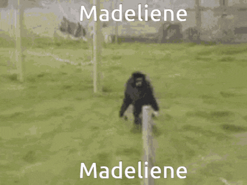 a monkey is running in a field with the words madeliene madeliene on the bottom