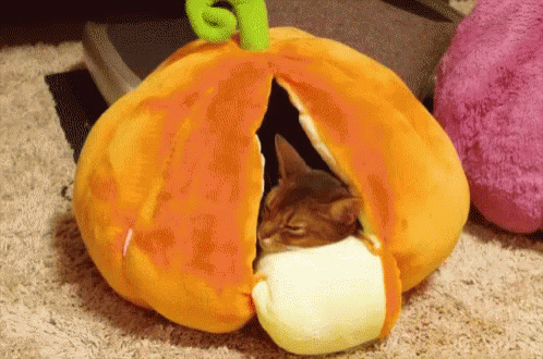 Nap Pumpkin GIF - Nap Pumpkin Nap Time GIFs