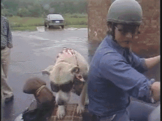 Motorcycle Dog Is A Badass :D GIF - Dogs Motorcycles GIFs
