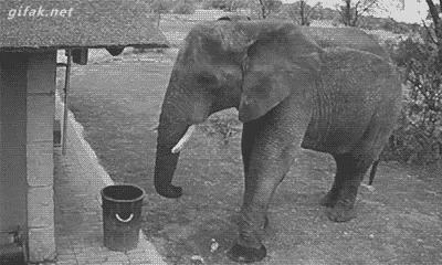 Trash GIF - Elephant Garbage Trash GIFs