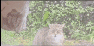 a cat is standing in the grass looking at the camera in a blurry photo .