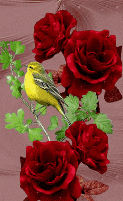 a yellow and black bird perched on a branch surrounded by red roses