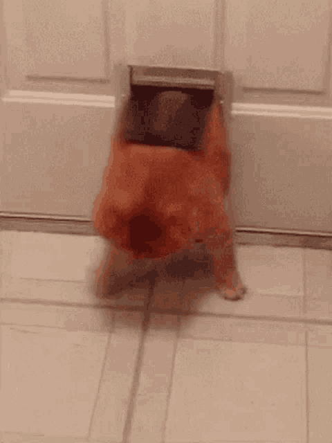 a cat is walking through a cat door on a tile floor .