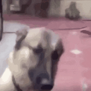 a close up of a dog 's face on a pink carpet .