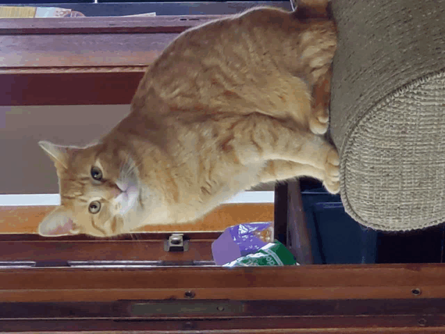 a cat is sitting on a couch and looking up