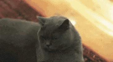 a close up of a cat laying on a couch looking at the camera .
