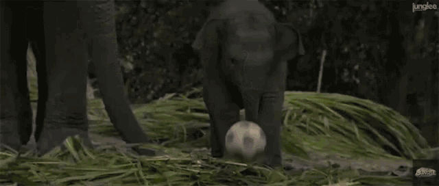 a baby elephant playing with a soccer ball with junglee on the bottom