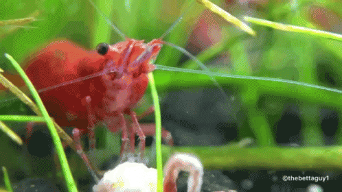 The Betta Guy1 Cherry Shrimp GIF - The Betta Guy1 Cherry Shrimp Eating GIFs