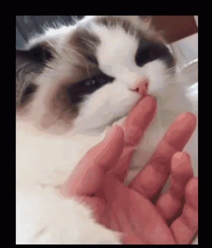 a close up of a person 's hand petting a cat
