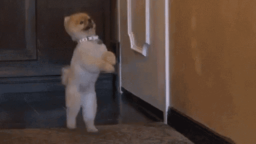 a small dog is standing on its hind legs in a room .
