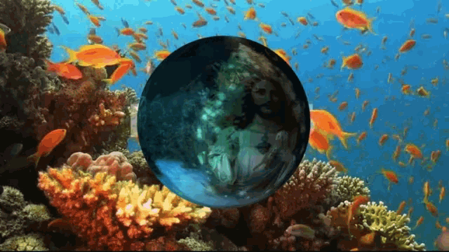 a coral reef with many fish and a sphere in the middle