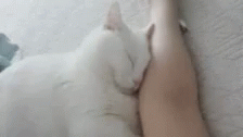 Cat Cats GIF - Cat Cats Cuddle GIFs