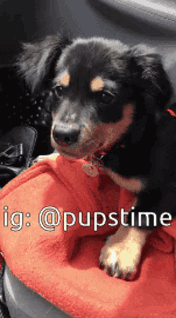 a black and brown puppy is sitting on a red blanket with the caption ig @pupstime
