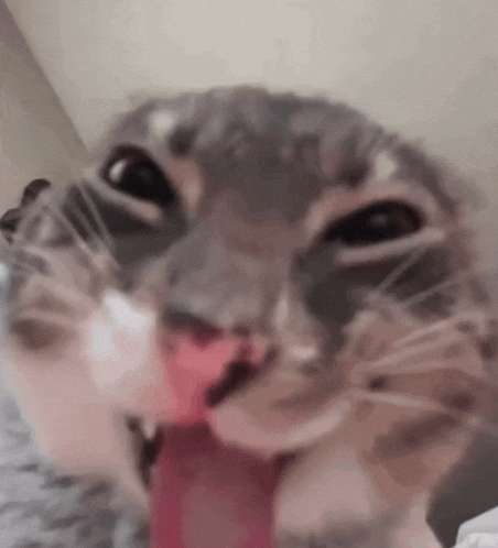 a close up of a cat 's face with its tongue out .