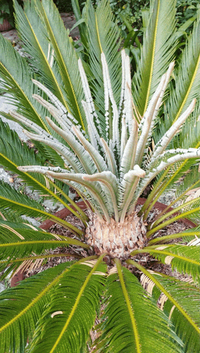 a close up of a palm tree with a few leaves missing
