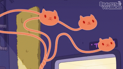 Cat Cats GIF - Cat Cats Cat Whip GIFs
