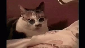 Cat Glasses GIF - Cat Glasses Touch GIFs