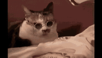a cat wearing sunglasses is laying on top of a bed .