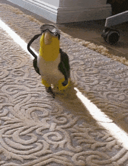 a yellow and green parrot wearing goggles walking on a rug