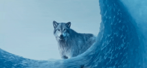 a wolf standing on top of a snowy mountain