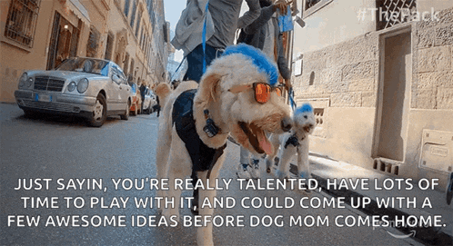 a dog wearing sunglasses and a blue hat is walking down a street next to another dog