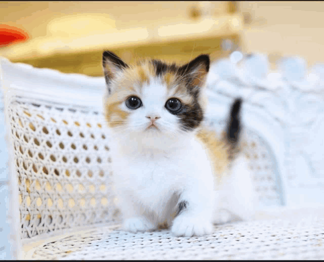 a calico kitten sits on a white chair