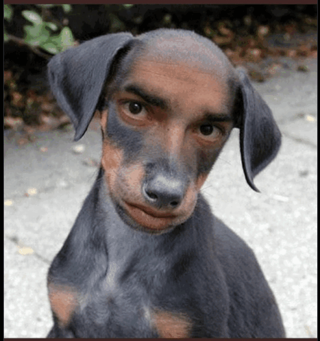 Dog Human GIF - Dog Human Face GIFs