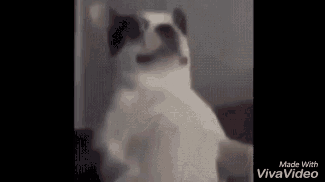 a black and white dog is standing on its hind legs in a room .