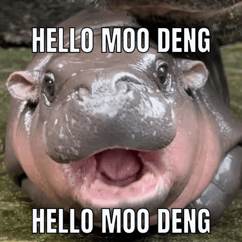 a picture of a baby hippo with its mouth open and the words hello moo deng