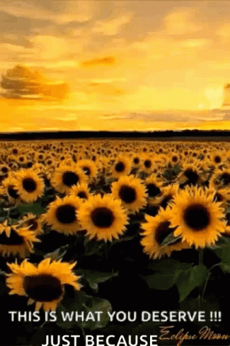 Sunflower Yellow GIF - Sunflower Yellow Sky GIFs