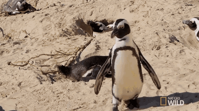 Im Out Of Here World Penguin Day GIF - Im Out Of Here World Penguin Day South Africa GIFs