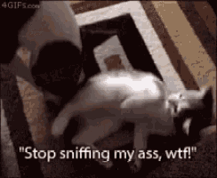 a cat is sniffing another cat 's butt and says " stop sniffing my ass , wtf "