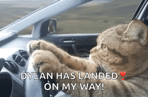a cat is driving a car with the words dylan has landed on my way