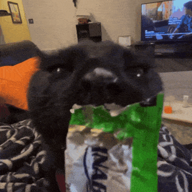 a cat is eating a bag of nachos in front of a television