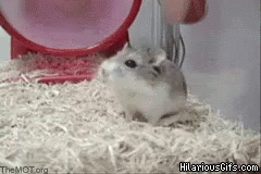 Hamster Running On Wheel Fail GIF - Hamster Hamster Wheel Fail GIFs
