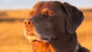 a close up of a brown dog with its eyes closed .