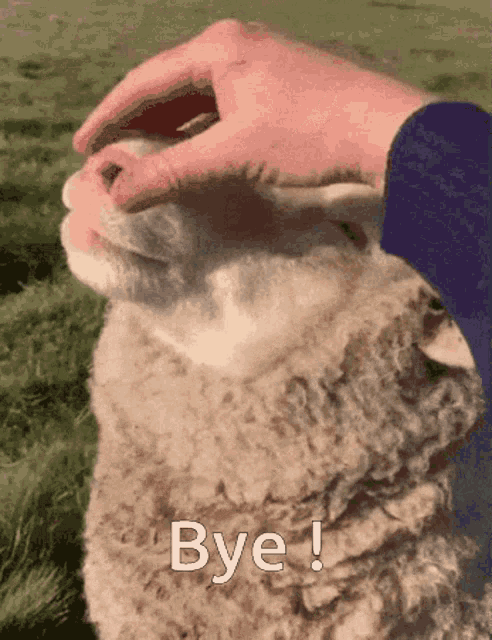 Mouton Bye GIF - Mouton Bye GIFs