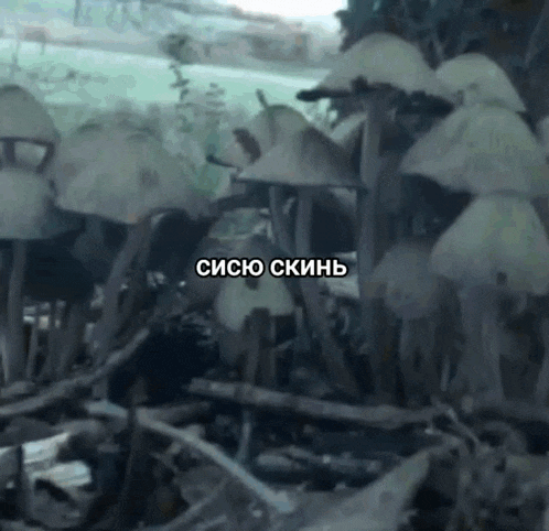 a bunch of mushrooms with a caption that says ' sicio skinb ' at the top