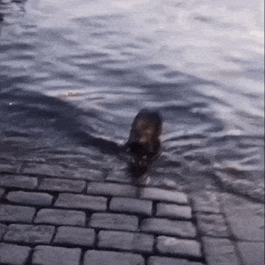 a dog is swimming in a body of water next to a brick walkway .