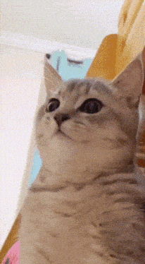 a close up of a cat 's face looking up