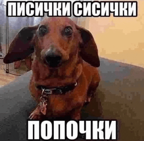 a dachshund with a collar is sitting on a couch with a meme written in russian .