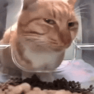 a close up of a cat eating food out of a glass bowl .