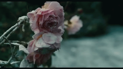 Nuclear Roses. GIF - How I Live Now Movies Nuclear GIFs