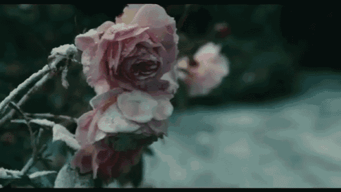 a close up of two pink roses with snow on them