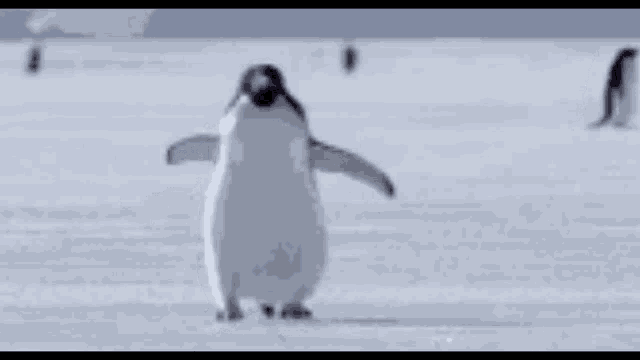 Crazy Penguin GIF - Crazy Penguin GIFs