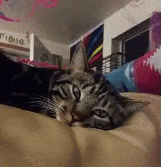 Cat Pupils Dilate GIF - Eyes Scared Cat GIFs