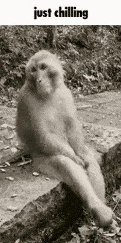 a monkey is sitting on a rock with its legs crossed and the words just chilling below it .