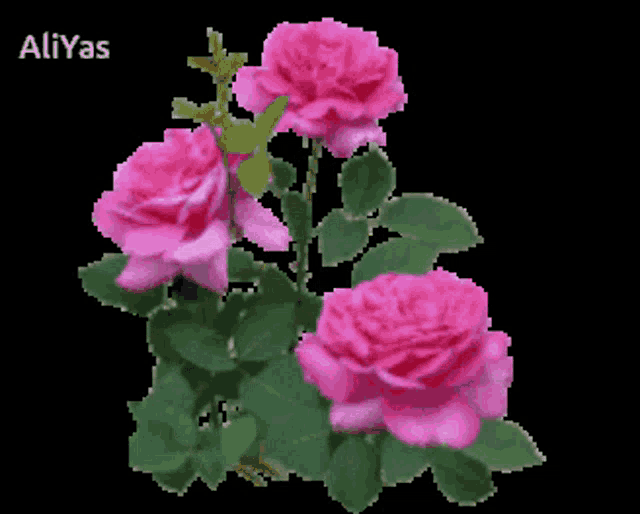 a bunch of pink flowers on a black background with the name aliyas at the top