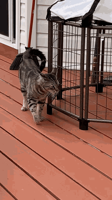 a cat standing on a wooden deck next to a cage